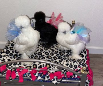 Bailey's Exotic Silkies