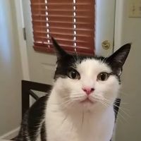 Walbert Animal Hospital ico