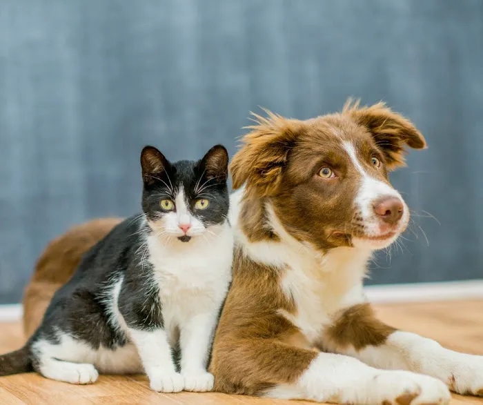 Allentown Animal Care 12