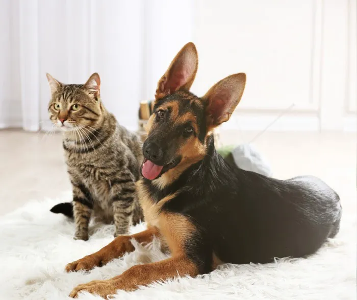 Allentown Animal Care 12