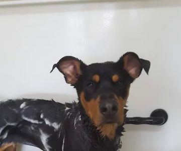 Stone's Pet Wash
