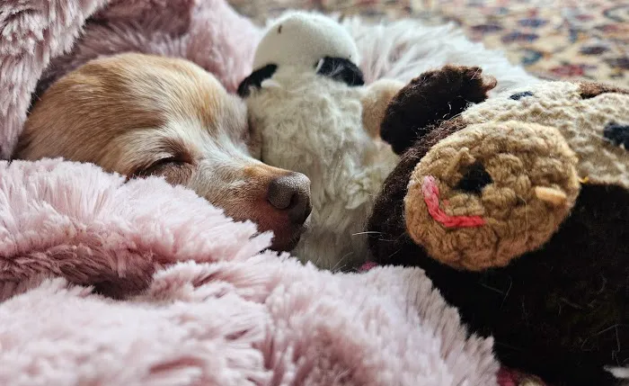 Harmony Animal Hospital 12