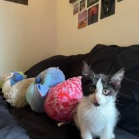 Harmony Animal Hospital ico