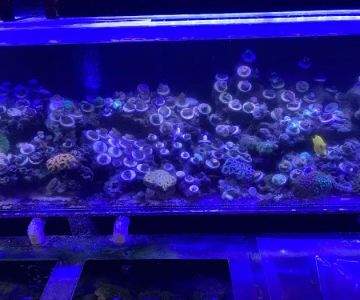 Twins Aquarium