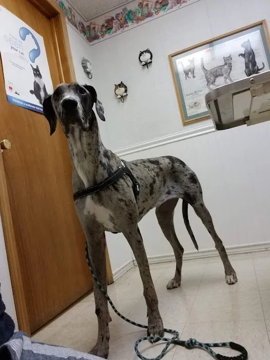 Easton Animal Hospital 12
