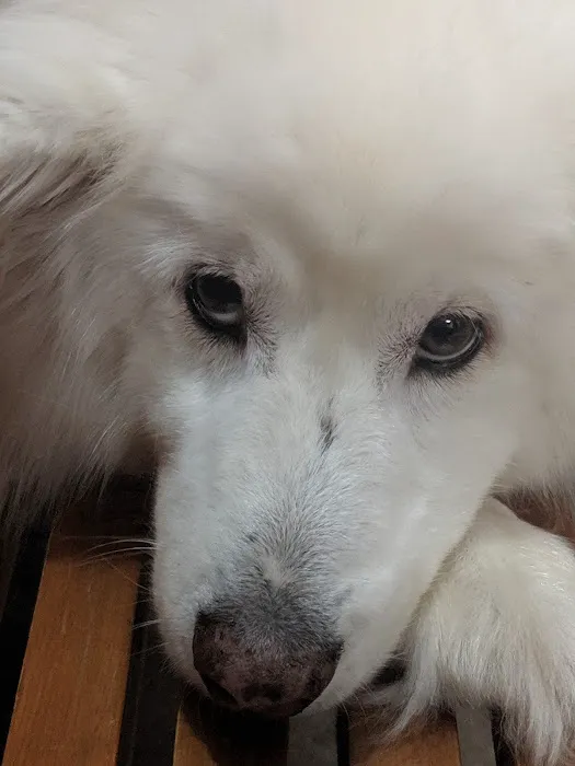 Easton Animal Hospital 12