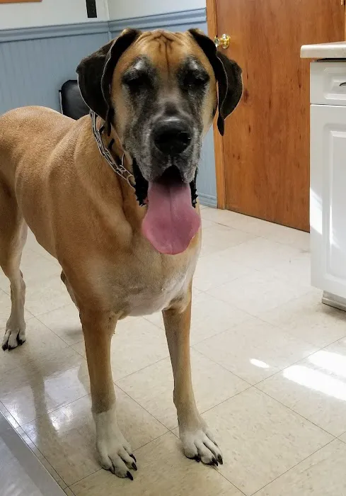 Easton Animal Hospital 12