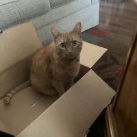 Easton Animal Hospital ico