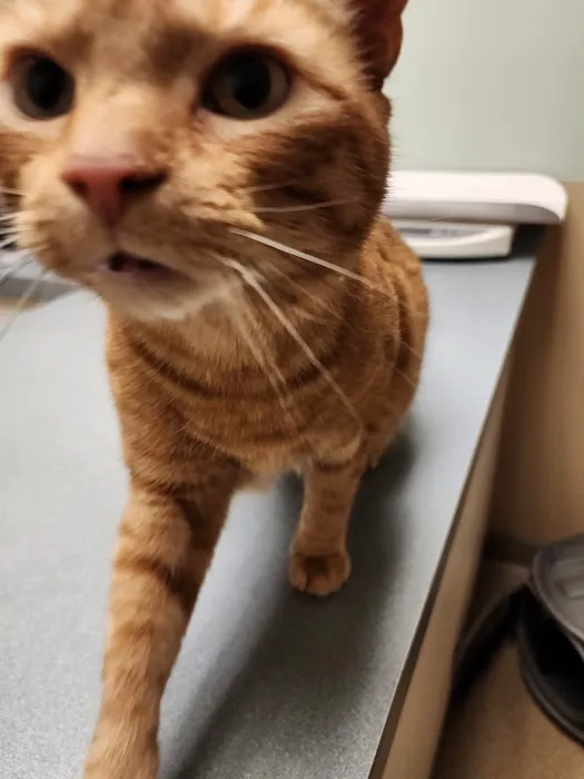 Thoreau Veterinary Hospital 12