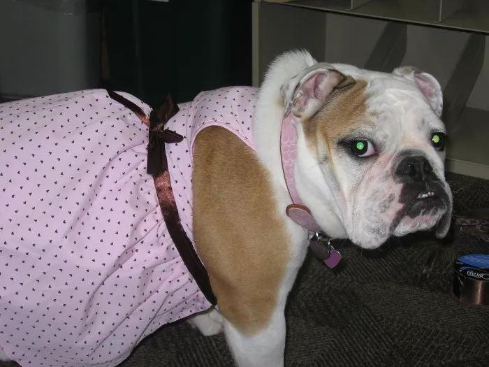 VCA Northside Animal Hospital 12