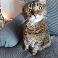 VCA Northside Animal Hospital ico