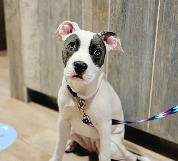VCA Northside Animal Hospital 12