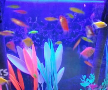 Sea Splendor Aquarium