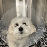 Lehigh Regional Veterinary Surgical Specialty ico