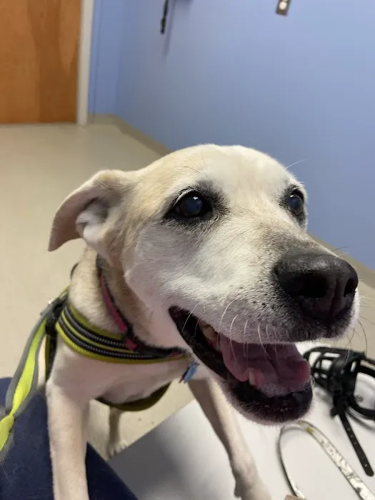 Nazareth Veterinary Center 3