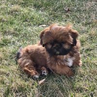 Nazareth Veterinary Center ico