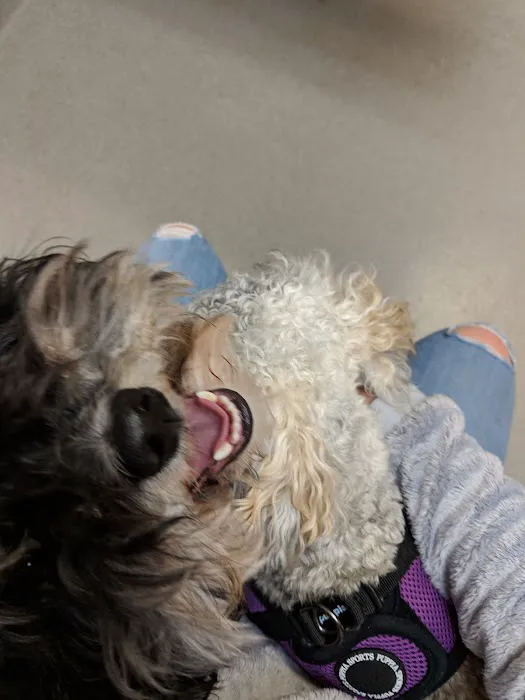 Nazareth Veterinary Center 8