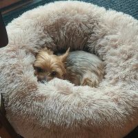 VIP Petcare Vaccination Clinic ico