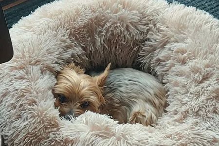 VIP Petcare Vaccination Clinic