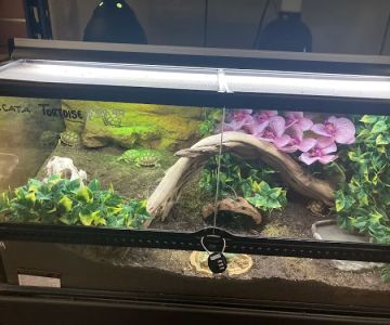 The Serpentarium