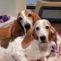 Hampton Animal Hospital ico
