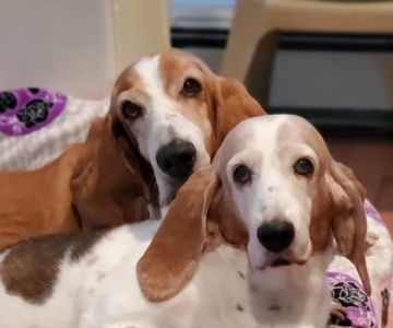 Hampton Animal Hospital