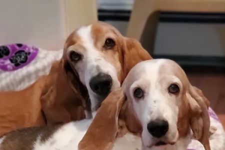 Hampton Animal Hospital