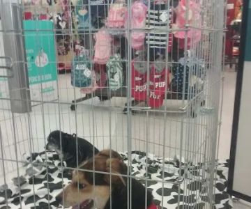 Petco