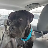 Petco ico