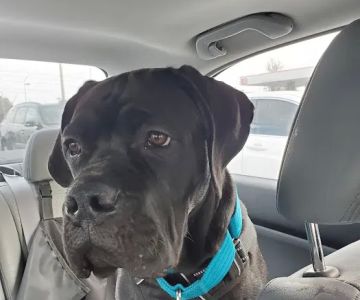 Petco
