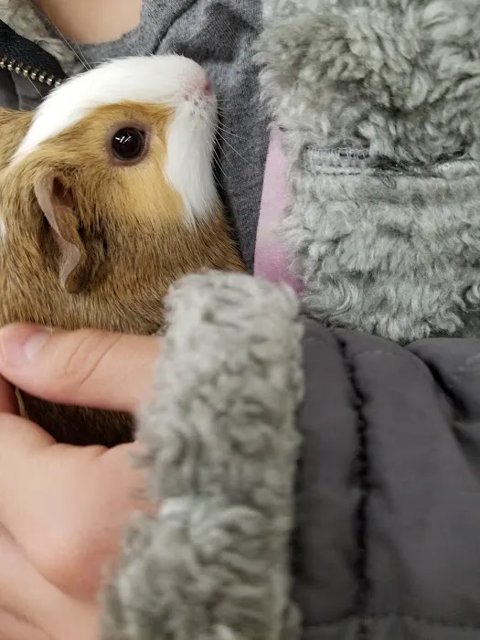 Petco 5