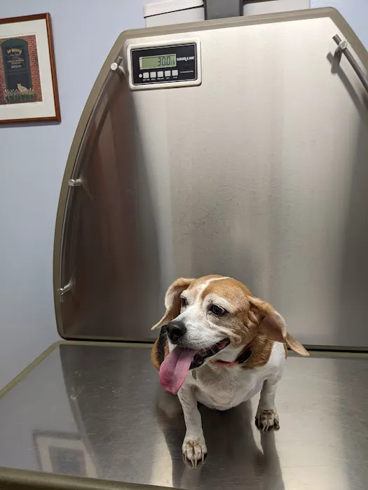 Washington Animal Hospital 4