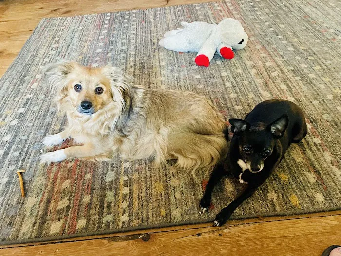 Washington Animal Hospital 1