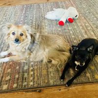 Washington Animal Hospital ico