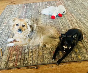 Washington Animal Hospital