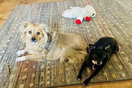 Washington Animal Hospital