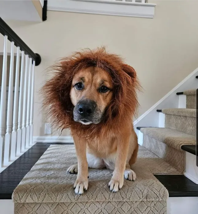 Washington Animal Hospital 6