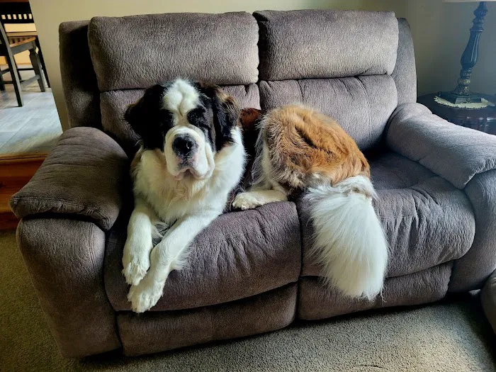 Washington Animal Hospital 5