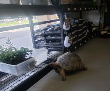 The Serpentarium, Inc.