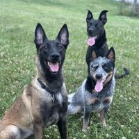Pleasant Valley Veterinary Services ico