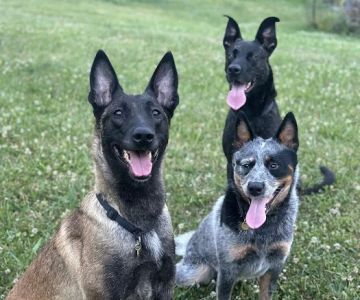 Pleasant Valley Veterinary Services