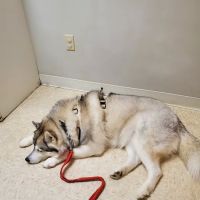 HanoverView Animal Hospital ico