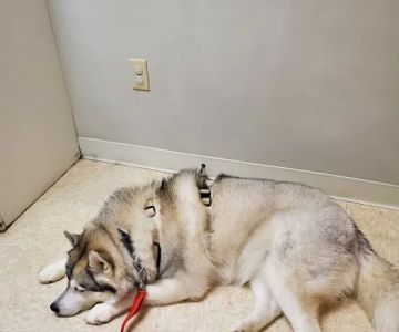 HanoverView Animal Hospital