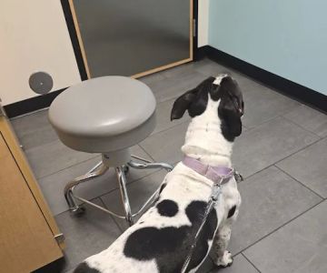 Banfield Pet Hospital