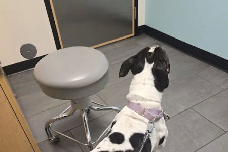Banfield Pet Hospital