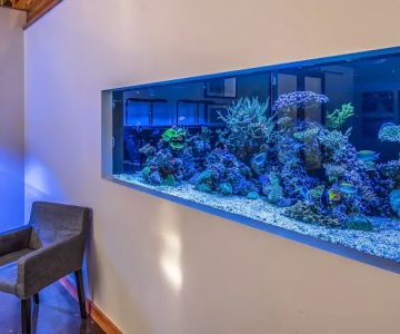 Tenji Aquarium Design + Build