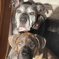 Affordable Pet Vaccines Inc. ico