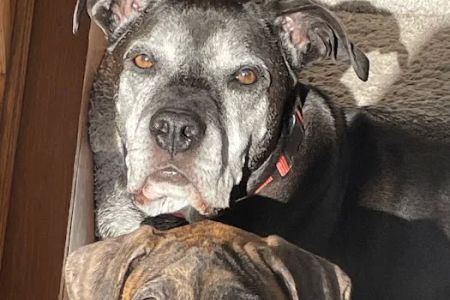 Affordable Pet Vaccines Inc.