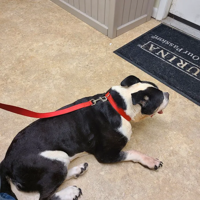 Affordable Pet Vaccines Inc. 12