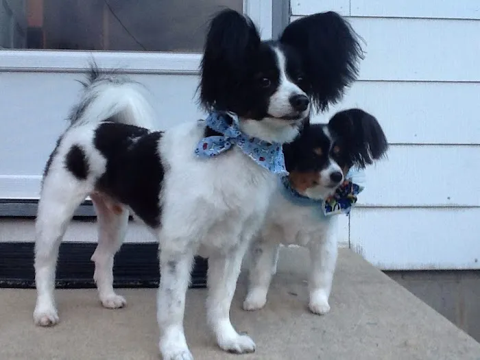 Abby Road Veterinary Hospital 4